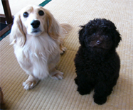 �v�[�h���E�g�C�@�u���E���@�j�̎q�@�Q�O�O�W�N�R���Q�R�����@�u���E���N