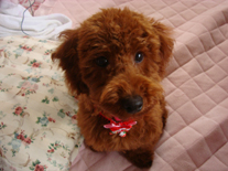 �v�[�h���E�g�C�@���b�h�@�j�̎q�@�Q�O�P�P�N�P���S�����@�J�[���N