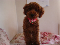 �v�[�h���E�g�C�@���b�h�@�j�̎q�@�Q�O�P�P�N�P���S�����@�J�[���N