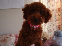 �v�[�h���E�g�C�@���b�h�@�j�̎q�@�Q�O�P�P�N�P���S�����@�J�[���N