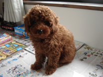 �v�[�h���E�g�C�@���b�h�@�j�̎q�@�Q�O�O�W�N�R���P�����@�R�����N