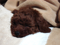 �v�[�h���E�g�C�@���b�h�@�j�̎q�@�Q�O�O�W�N�R���P�����@�R�����N