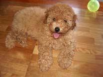 �g�C�E�v�[�h���@�A�v���R�b�g�@�Ђ̂����