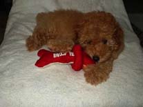 �g�C�E�v�[�h���@�A�v���R�b�g�@�Ђ̂����