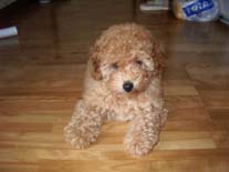 �g�C�E�v�[�h���@�A�v���R�b�g�@�Ђ̂����