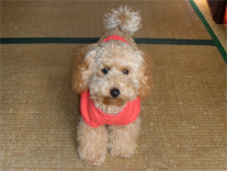 �g�C�E�v�[�h���@�A�v���R�b�g�@�Ђ̂����