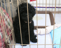 �v�[�h���E�g�C�@�u���b�N�@�j�̎q�@�Q�O�O�W�N�R���Q�R�����@�W���b�N�N