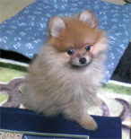 �|�����j�A���@�I�����W�@�j�̎q�@�Q�O�O�V�N�P�P���P�X�����@�W�����N