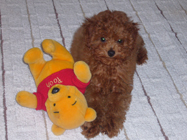 �v�[�h���E�g�C�@���b�h�@�j�̎q�@�Q�O�O�W�N�P���P�X�����@�R�^���E�N