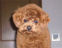 �v�[�h���E�g�C�@���b�h�@�j�̎q�@�Q�O�O�W�N�P���P�X�����@�R�^���E�N