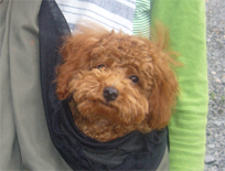 �v�[�h���E�g�C�@���b�h�@�j�̎q�@�Q�O�O�W�N�P���P�X�����@�R�^���E�N