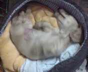 �~�j�`���A�E�_�b�N�X�E�����O�@�N���[���@���̎q�@�Q�O�O�V�N�W���P�T�����@�~���N�����