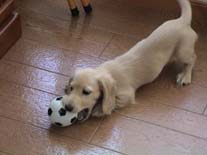 �~�j�`���A�E�_�b�N�X�E�����O�@�N���[���@���������