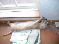 �~�j�`���A�E�_�b�N�X�E�����O�@�N���[���@���������