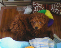 �v�[�h���E�g�C�@���b�h�@�j�̎q�@�Q�O�O�V�N�R���Q�O�����@�����N