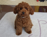 �v�[�h���E�g�C�@���b�h�@�j�̎q�@�Q�O�O�X�N�P�P���P�U�����@���C�N