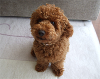 �v�[�h���E�g�C�@���b�h�@�j�̎q�@�Q�O�O�X�N�P�P���P�U�����@���C�N