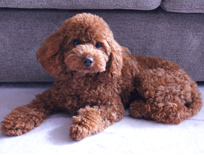 �v�[�h���E�g�C�@���b�h�@�j�̎q�@�Q�O�O�X�N�P�P���P�U�����@���C�N