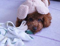 �v�[�h���E�g�C�@���b�h�@�j�̎q�@�Q�O�O�X�N�P�P���P�U�����@���C�N