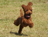 �v�[�h���E�g�C�@���b�h�@�j�̎q�@�Q�O�O�X�N�P�P���P�U�����@���C�N