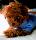 �v�[�h���E�g�C�@���b�h�@�j�̎q�@�Q�O�O�X�N�X���R�����@���g�N