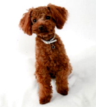 �v�[�h���E�g�C�@���b�h�@�j�̎q�@�Q�O�O�X�N�X���R�����@���g�N