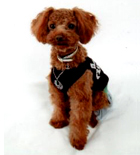 �v�[�h���E�g�C�@���b�h�@�j�̎q�@�Q�O�O�X�N�X���R�����@���g�N