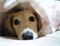 �~�j�`���A�E�_�b�N�X�E�����O�@�s���A�N���[���@���̎q�@�Q�O�O�V�N�W���P�T�����@�䂸�����