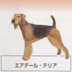 �l�C�̌���[�G�A�f�[���e���A]�q���̔��E�y�b�g�V���b�v�y�i�`�������}�C���h�P���l���z�u���[�_�[[������]