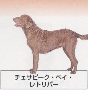 �l�C�̌���[�`�F�T�s�[�N�x�C���g���o�[]�q���̔��E�y�b�g�V���b�v�y�i�`�������}�C���h�P���l���z�u���[�_�[[������]