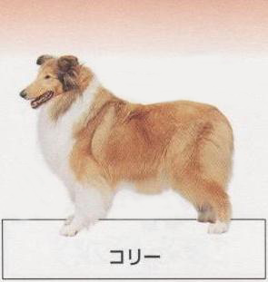 �l�C�̌���[�R���[]�q���̔��E�y�b�g�V���b�v�y�i�`�������}�C���h�P���l���z�u���[�_�[[������]