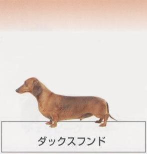 �l�C�̌���[�_�b�N�X�t���h]�q���̔��E�y�b�g�V���b�v�y�i�`�������}�C���h�P���l���z�u���[�_�[[������]