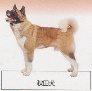 �l�C�̌���[�H�c��]�q���̔��E�y�b�g�V���b�v�y�i�`�������}�C���h�P���l���z�u���[�_�[[������]