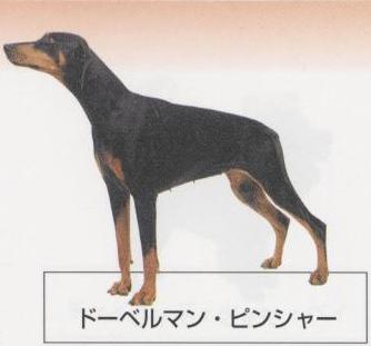 �l�C�̌���[�h�[�x���}���s���V���[]�q���̔��E�y�b�g�V���b�v�y�i�`�������}�C���h�P���l���z�u���[�_�[[������]