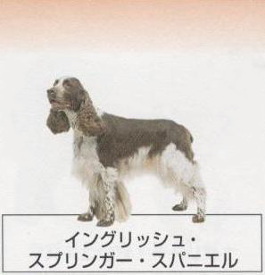 �l�C�̌���[�C���O���b�V���R�b�J�[�X�p�j�G��]�q���̔��E�y�b�g�V���b�v�y�i�`�������}�C���h�P���l���z�u���[�_�[[������]