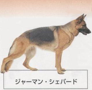 �l�C�̌���[�W���[�}���V�F�p�[�h]�q���̔��E�y�b�g�V���b�v�y�i�`�������}�C���h�P���l���z�u���[�_�[[������]