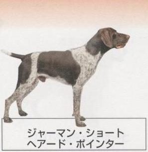 �l�C�̌���[�W���[�}���V���[�g�w�A�[�h�|�C���^�[]�q���̔��E�y�b�g�V���b�v�y�i�`�������}�C���h�P���l���z�u���[�_�[[������]