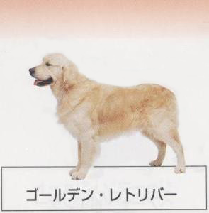 �l�C�̌���[�S�[���f�����g���o�[]�q���̔��E�y�b�g�V���b�v�y�i�`�������}�C���h�P���l���z�u���[�_�[[������]