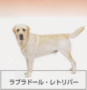 �l�C�̌���[���u���h�[�����g���o�[]�q���̔��E�y�b�g�V���b�v�y�i�`�������}�C���h�P���l���z�u���[�_�[[������]