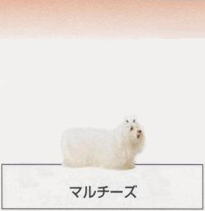 �l�C�̌���[�}���`�[�Y]�q���̔��E�y�b�g�V���b�v�y�i�`�������}�C���h�P���l���z�u���[�_�[[������]