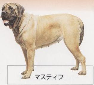 �l�C�̌���[�}�X�e�B�t]�q���̔��E�y�b�g�V���b�v�y�i�`�������}�C���h�P���l���z�u���[�_�[[������]