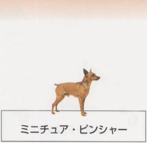 �l�C�̌���[�~�j�`���A�s���V���[]�q���̔��E�y�b�g�V���b�v�y�i�`�������}�C���h�P���l���z�u���[�_�[[������]