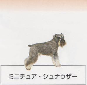 �l�C�̌���[�~�j�`���A�V���i�E�U�[]�q���̔��E�y�b�g�V���b�v�y�i�`�������}�C���h�P���l���z�u���[�_�[[������]