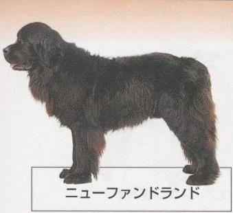 �l�C�̌���[�j���[�t�@�������h]�q���̔��E�y�b�g�V���b�v�y�i�`�������}�C���h�P���l���z�u���[�_�[[������]