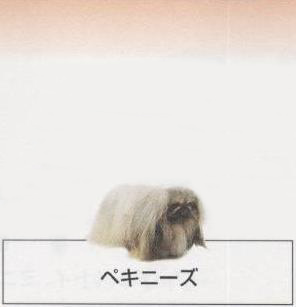 �l�C�̌���[�y�L�j�[�Y]�q���̔��E�y�b�g�V���b�v�y�i�`�������}�C���h�P���l���z�u���[�_�[[������]