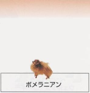 �l�C�̌���[�|�����j�A��]�q���̔��E�y�b�g�V���b�v�y�i�`�������}�C���h�P���l���z�u���[�_�[[������]