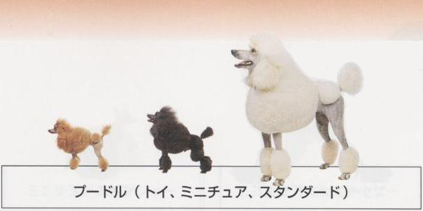 �l�C�̌���[�v�[�h���g�C�E�~�j�`���A�E�X�^���_�[�h]�q���̔��E�y�b�g�V���b�v�y�i�`�������}�C���h�P���l���z�u���[�_�[[������]