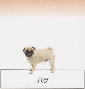 �l�C�̌���[�p�O]�q���̔��E�y�b�g�V���b�v�y�i�`�������}�C���h�P���l���z�u���[�_�[[������]