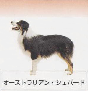 �l�C�̌���[�I�[�X�g�����A���V�F�p�[�h]�q���̔��E�y�b�g�V���b�v�y�i�`�������}�C���h�P���l���z�u���[�_�[[������]