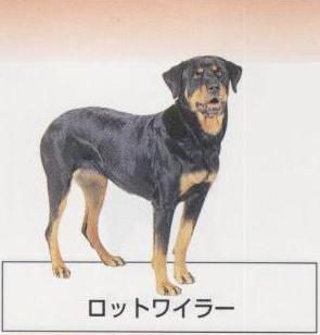 �l�C�̌���[���b�g���C���[]�q���̔��E�y�b�g�V���b�v�y�i�`�������}�C���h�P���l���z�u���[�_�[[������]